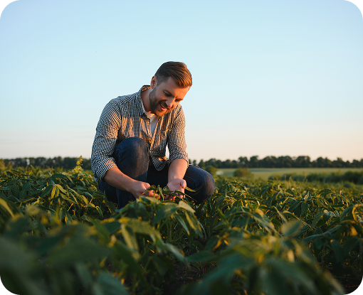 A farmer kneeling to inspect a crop in a field