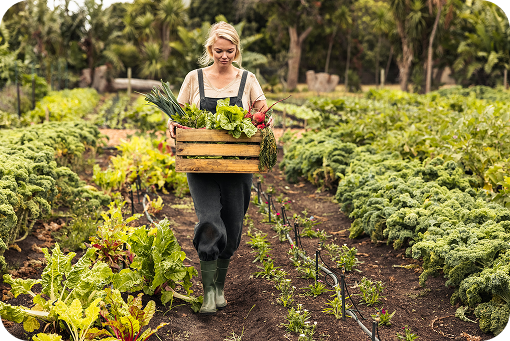 A grower carrying a crate of freshly picked vegetables
