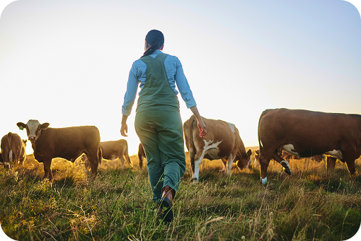 A farmer walking through a field with cattle